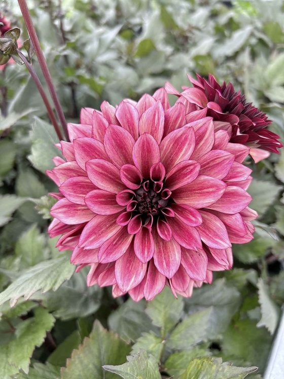 Dahlia Night Silence, most requested for tuber sales. (Prairie Grove Acres)