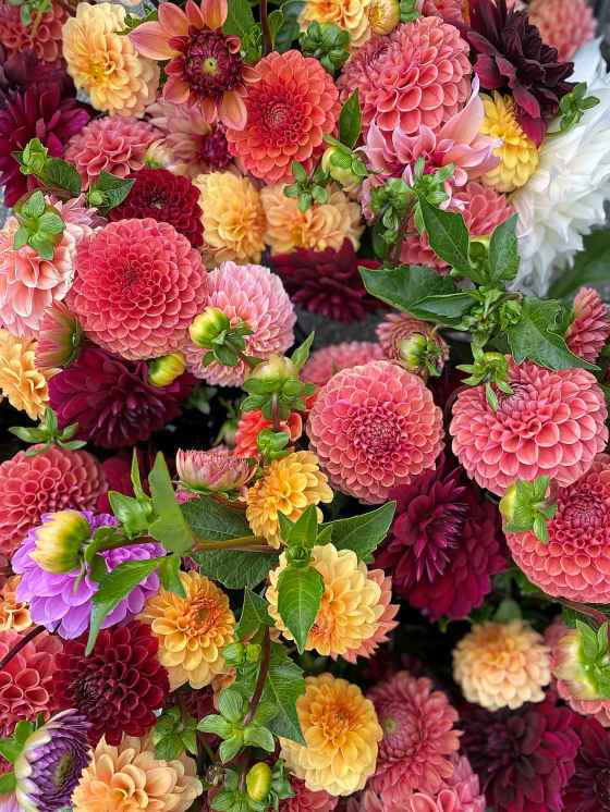 Popular colours of dahlia. (Prairie Grove Acres)