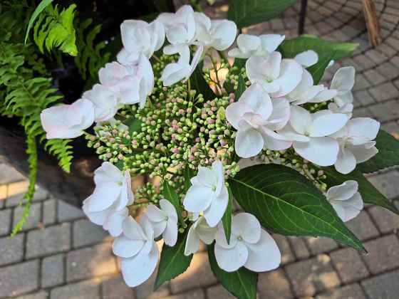 An extra-large flower cluster on the Game Changer hydrangea (Colleen Zacharias)