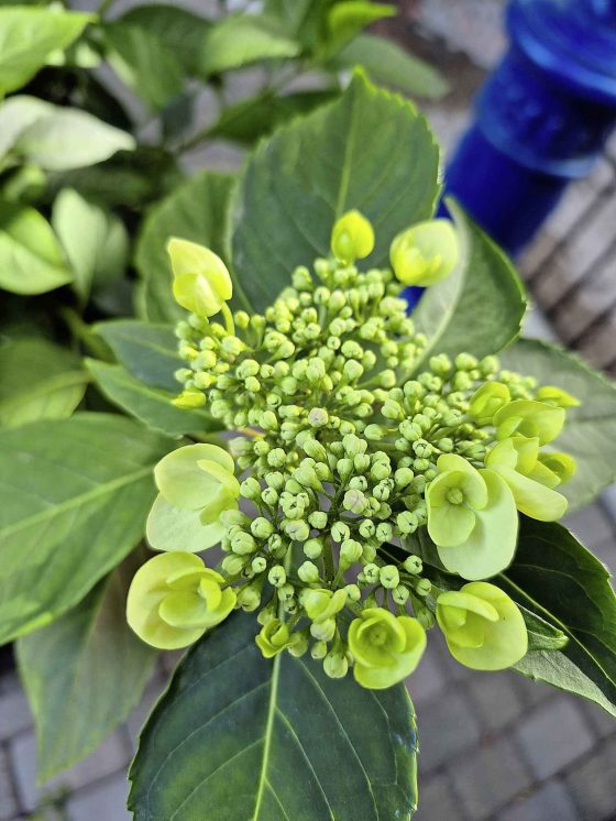 Lacecap flower bud on the Game Changer hydrangea (Colleen Zacharias)