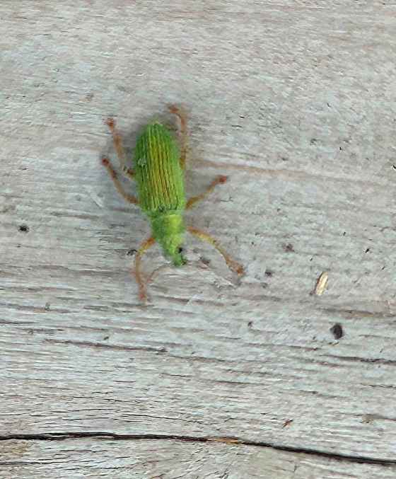 Polydrusus impressifrons (Susan Southern)