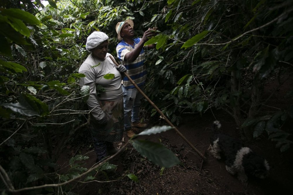 Coffee producer Jose Natal da Silva, right, and his wife Fernanda Marssola harvest coffee beans on their farm in Porciuncula, Rio de Janeiro state, Brazil, Thursday, July 17, 2025. (AP Photo/Bruna Prado)