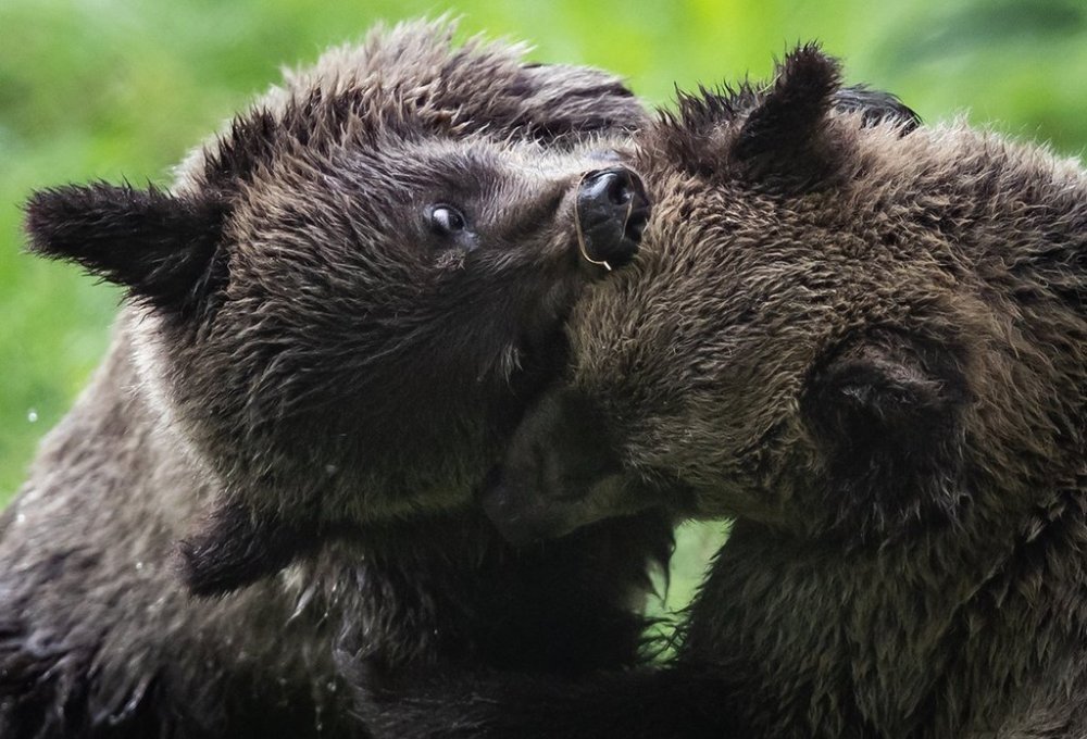 Two of three orphaned grizzly bear cubs play at the Greater Vancouver Zoo, in Aldergrove, B.C., on Wednesday, July 8, 2020. THE CANADIAN PRESS/Darryl Dyck