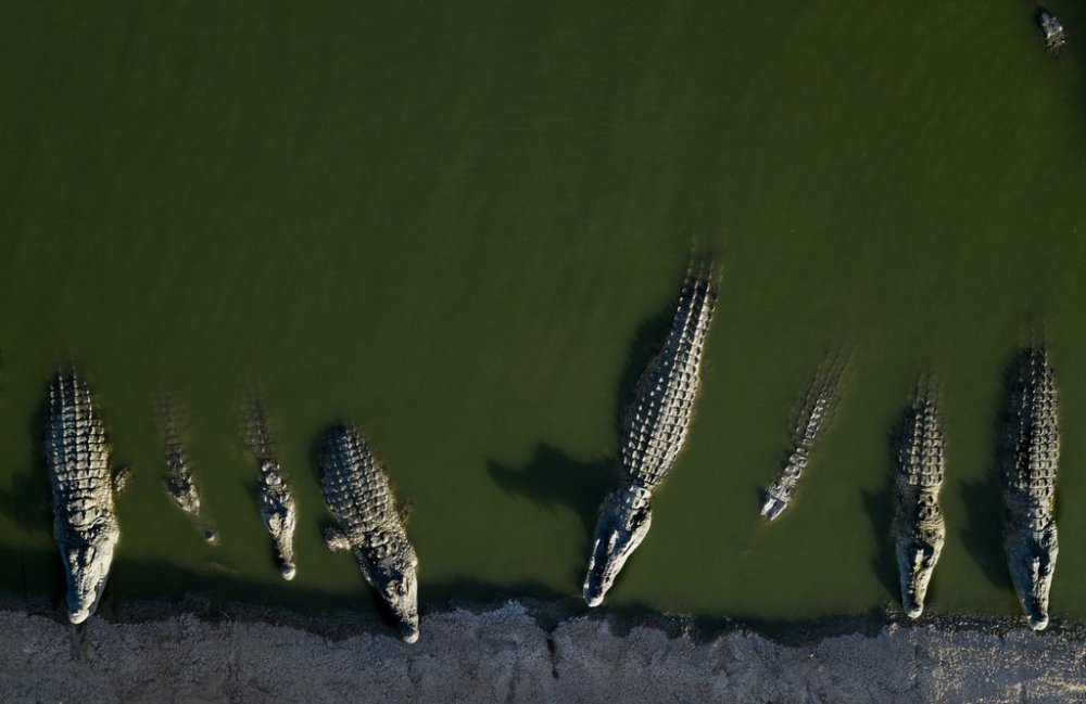 FILE - In this Aug. 6, 2018 photo, crocodiles rest in water at a a farm in the Jordan Valley, West Bank. (AP Photo/Dusan Vranic, file)