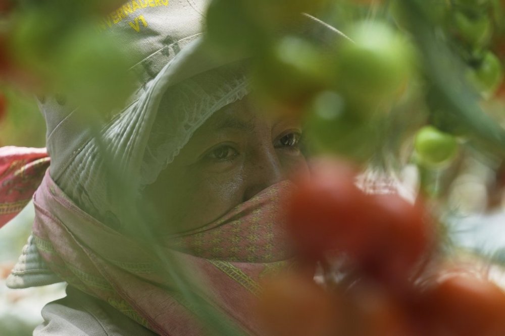 A worker tends to plants inside a greenhouse at the Veggie Prime tomato farm, which exports to the United States, in Ajuchitlan, Mexico, Wednesday, July 23, 2025. (AP Photo/Marco Ugarte)