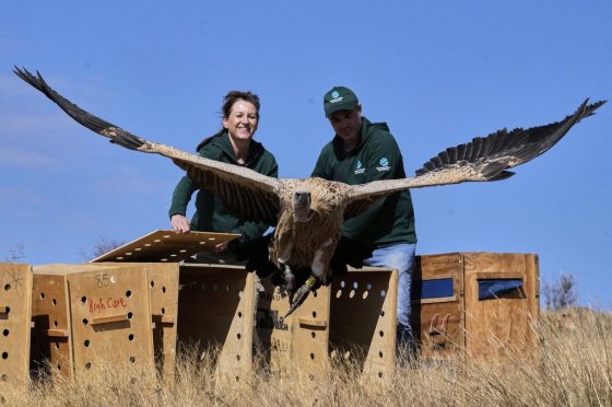 Audrey Delsink, left, and Matthew Schurch watch a vulture take off following a release in Hartbeespoort, South Africa on Monday. (Themba Hadebe / The Associated Press)