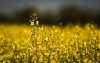 Canola plants bloom in a pasture on a farm near Cremona, Alta., Friday, July 18, 2025. THE CANADIAN PRESS/Jeff McIntosh