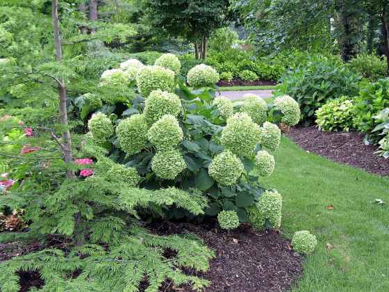 Mulch helps to conserve moisture as exposed black soil dries out quickly. (Bailey Nurseries photo)