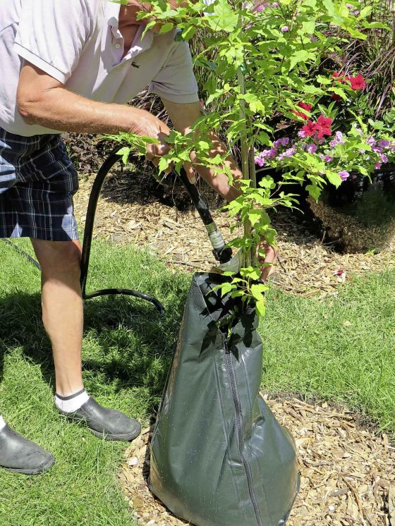 Water bags ensure that new trees receive an adequate amount of moisture. (Colleen Zacharias photo)