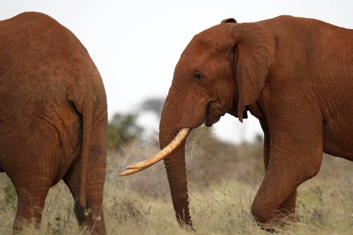 Elephants eat grass in Tsavo-East National Park, near Voi town in Taita-Taveta County, Kenya, on Aug. 6, 2025. (AP Photo/Brian Inganga)