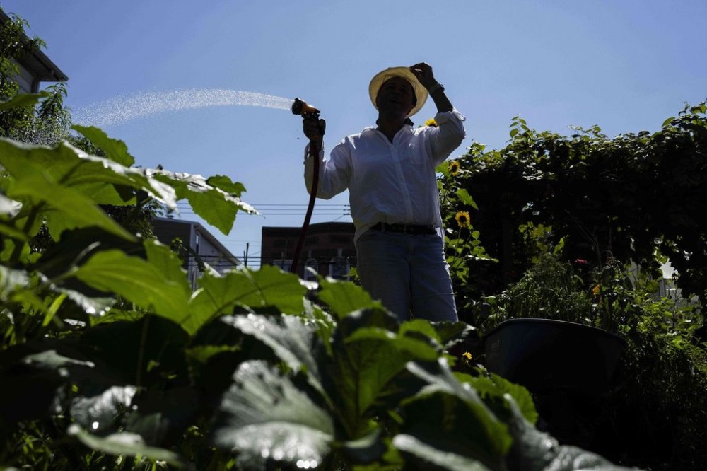 Hazel White, mother of Alicia White, who is the president and founder of the Project Petals, waters plants at Paradise Community Garden, Friday, Aug. 8, 2025, in Inwood, N.Y. (AP Photo/Yuki Iwamura)