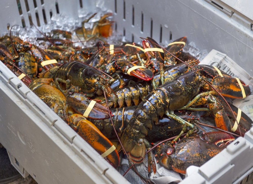 A crate of lobsters is shown in Halifax on Friday, Oct. 16, 2020. THE CANADIAN PRESS /Andrew Vaughan