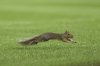 A squirrel runs on the field during the fourth inning of a baseball game between the New York Yankees and the Boston Red Sox Friday, Aug. 22, 2025, in New York. (AP Photo/Pamela Smith)