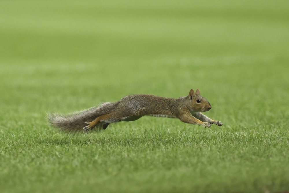 A squirrel runs on the field during the fourth inning of a baseball game between the New York Yankees and the Boston Red Sox Friday, Aug. 22, 2025, in New York. (AP Photo/Pamela Smith)