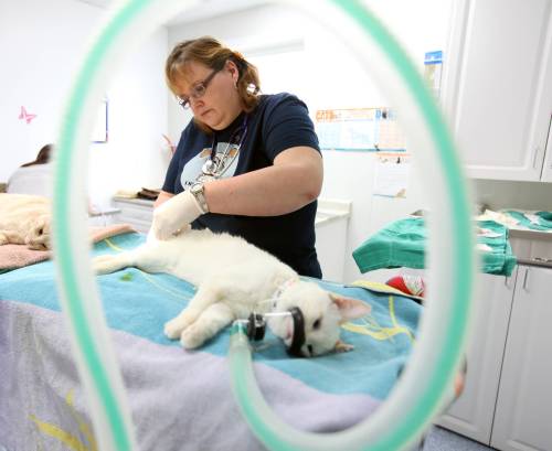Tim Smith / Brandon Sun files
                                About 80 per cent of veterinary students are women today, a much higher percentage than in law, dentistry and medicine.