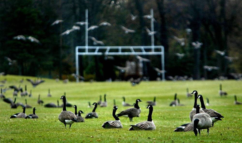 Bird Nesting in City Parks: Discover Urban Wildlife Wonders