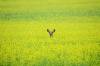 TIM SMITH / THE BRANDON SUN FILES
                                Canola seed was Manitoba’s biggest export to China last year, bringing in $649 million.