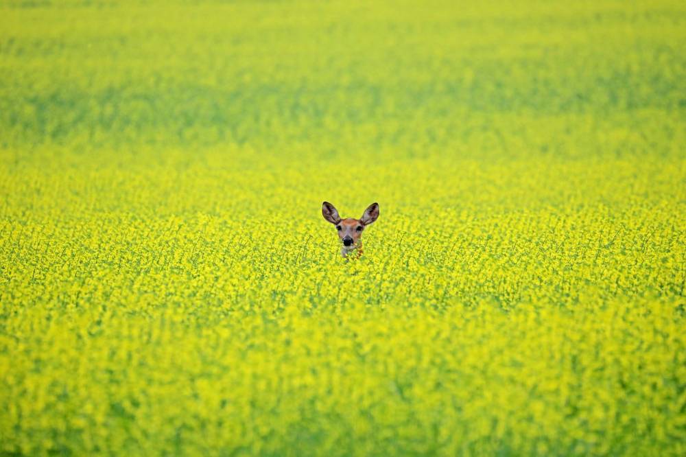 TIM SMITH / THE BRANDON SUN FILES
Canola seed was Manitoba’s biggest export to China last year, bringing in $649 million.