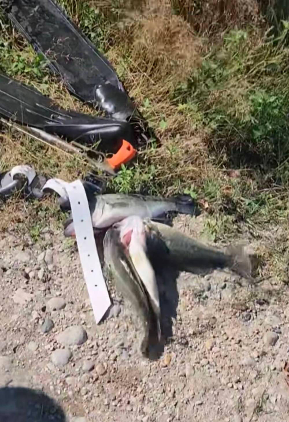 SUPPLIED
Colten Single recorded a man spear-fishing multiple largemouth bass — a must-release species — at Reynolds Ponds Friday morning.