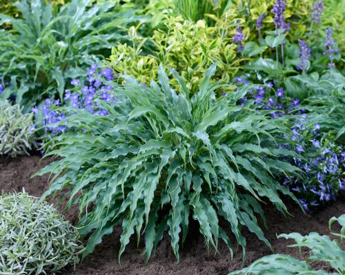 Plantipp BV
                                Hosta Silly String has a tidy, mophead habit and intensely wavy, blue-green leaves.