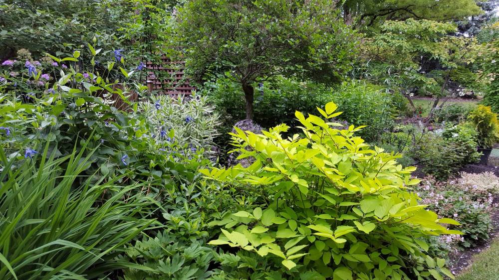 Karen Loewen Photo
                                Brighten up your shade garden with Aralia Sun King, a quintessential chartreuse perennial.