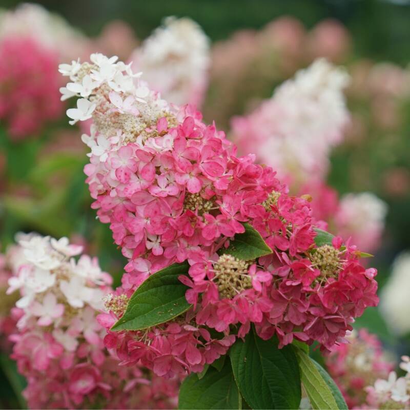 Proven Winners
Hydrangea paniculata Pinky Winky Prime steals the show with its impressive size and enormous blooms that turn deep pink in late summer.