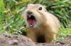 Tim Smith / Brandon Sun files
                                A Richardson’s ground squirrel communicates with fellow squirrels at Dinsdale Park last month. Participants in the Nature Conservancy of Canada’s Big Backyard BioBlitz, running this weekend, might spot the animal and share their findings with scientists and conservationists.