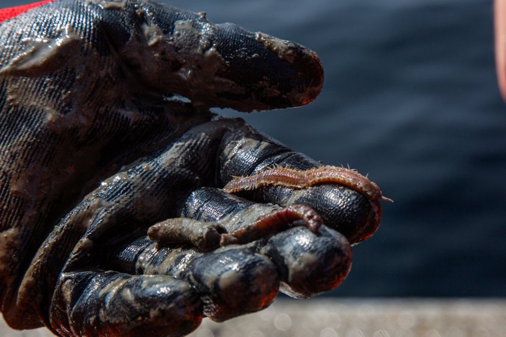 A polychaete worm found by scientists in Quebec's Saguenay fjord is seen in this undated handout photo. THE CANADIAN PRESS/Handout - Adam Porter (Mandatory Credit)
