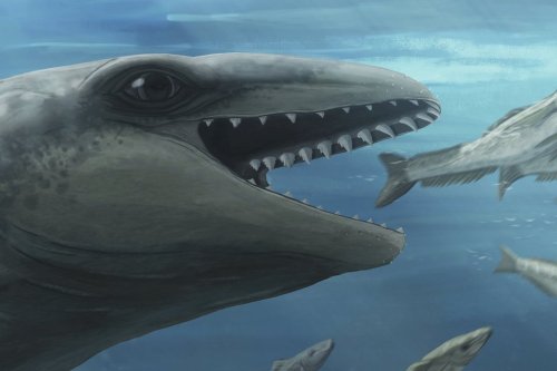 In this illustration provided by Ruairidh Duncan a Janjucetus dullardi is depicted chasing a fish. (Ruairidh Duncan via AP)