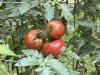 This Sept. 24, 2024, image provided by Jessica Damiano shows tomatoes maturing on the vine on Long Island, N.Y. Tomatoes are considered ripe when they are uniform in color. (Jessica Damiano via AP)
