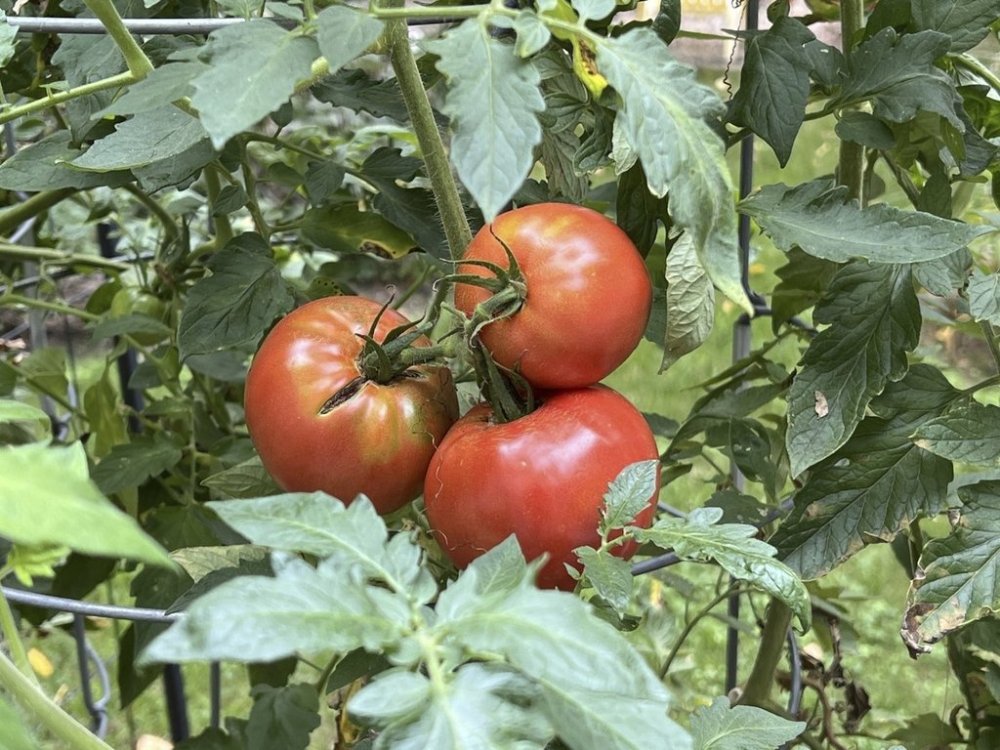 This Sept. 24, 2024, image provided by Jessica Damiano shows tomatoes maturing on the vine on Long Island, N.Y. Tomatoes are considered ripe when they are uniform in color. (Jessica Damiano via AP)