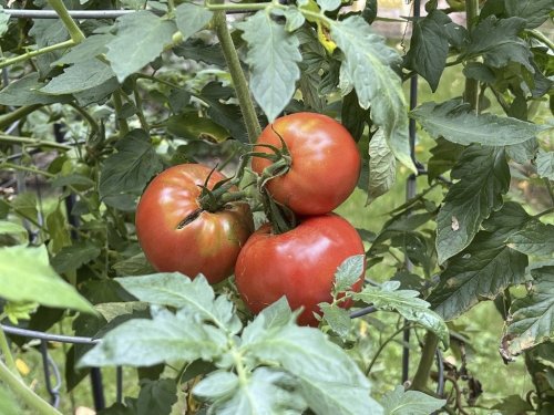 This Sept. 24, 2024, image provided by Jessica Damiano shows tomatoes maturing on the vine on Long Island, N.Y. Tomatoes are considered ripe when they are uniform in color. (Jessica Damiano via AP)