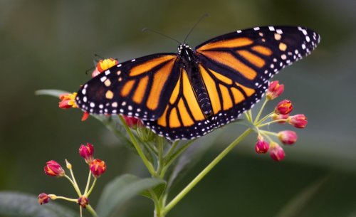 A monarch butterfly is seen in the Insectarium in Montreal, on Wednesday, Nov. 9, 2022. THE CANADIAN PRESS/Paul Chiasson