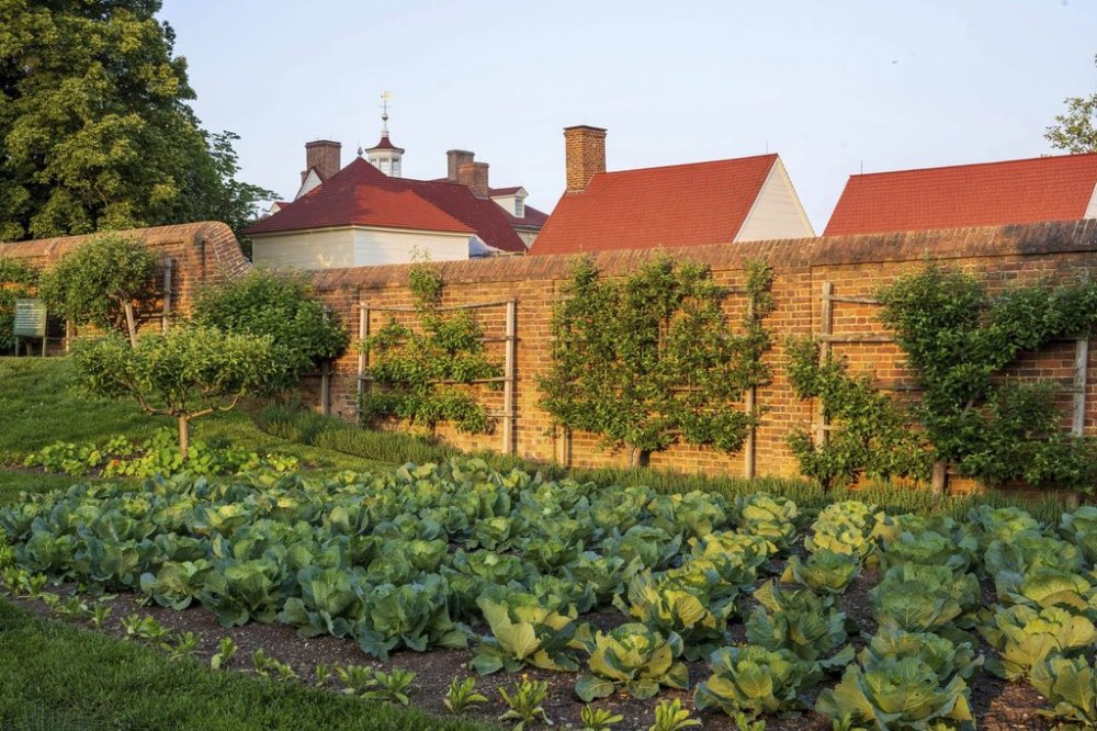 This May 23, 2023, image provided by Mount Vernon Ladies' Association shows espaliered fruit trees trained against a wall at George Washington's Mount Vernon in Mount Vernon, Va. (Mount Vernon Ladies' Association via AP)