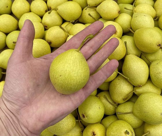 The pears ended up small in size but big in flavour. (Julia Ryckman photo)