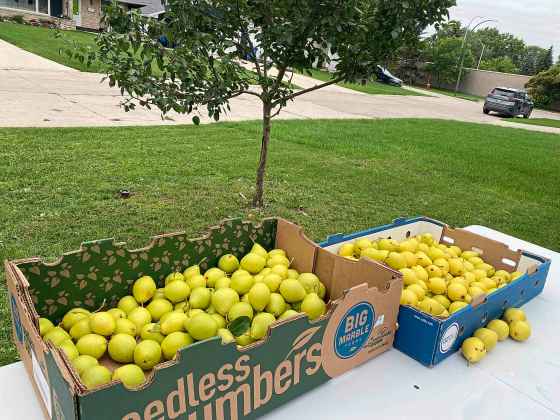 The pears from the four-year-old tree, seen in the background, were split up into ripe and unripe groups. (Julia Ryckman photo)