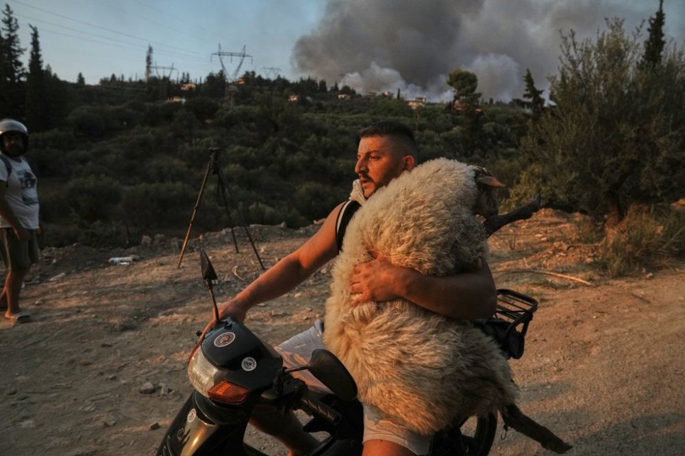 A man carries a sheep on the motorcycle during a wildfire in Patras city, western Greece, Wednesday, Aug. 13, 2025. (AP Photo/Thanassis Stavrakis)