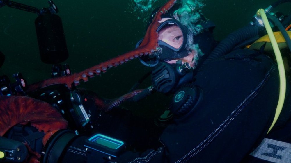 Diver Chris Mullen is seen in this still image from video being embraced by a giant Pacific octopus after it seized the camera from his diving partner, underwater videographer John Roney, off Vancouver Island on Tuesday, Aug. 5, 2025. THE CANADIAN PRESS/Handout - John Roney (Mandatory Credit)