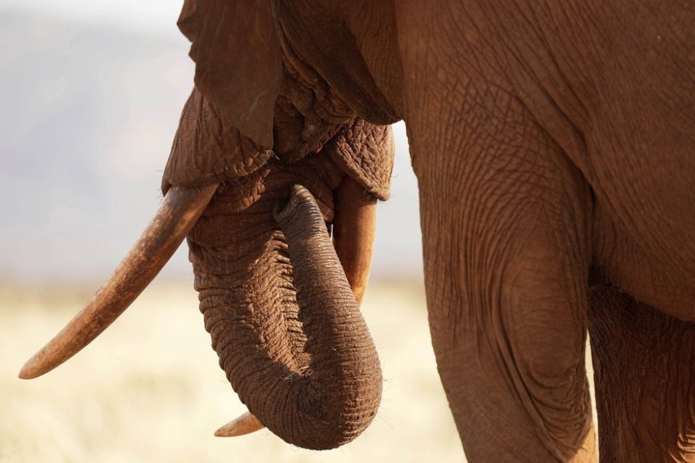 An elephant eats grass in Tsavo-East National Park, near Voi town, Taita-Taveta County, Kenya, on Aug. 7, 2025. (AP Photo/Brian Inganga)