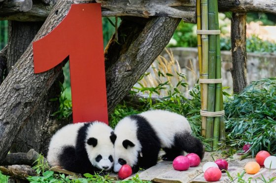 The twin Panda cubs Leni and Lotti play at the Panda Garden during their first birthday party at the Zoo in Berlin, Germany. (Ebrahim Noroozi / The Associated Press)