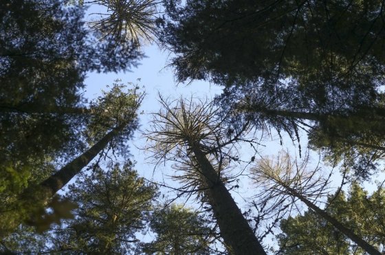Douglas fir trees that died as a result of insect damage following heat stress are visible in the Willamette National Forest, Ore., in 2023. (Amanda Loman / The Associated Press files)