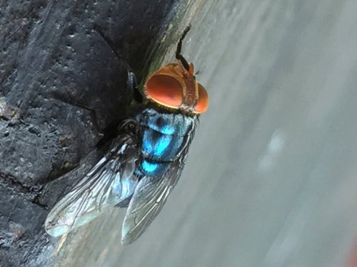 An adult New World screwworm fly sits at rest in this undated photo. (Denise Bonilla/U.S. Department of Agriculture via AP)