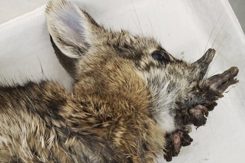 This photo provided by the Iowa Department of Natural Resources shows a deceased Eastern cottontail rabbit infected with Shope papillomavirus in October 2021. (Iowa Department of Natural Resources via AP)