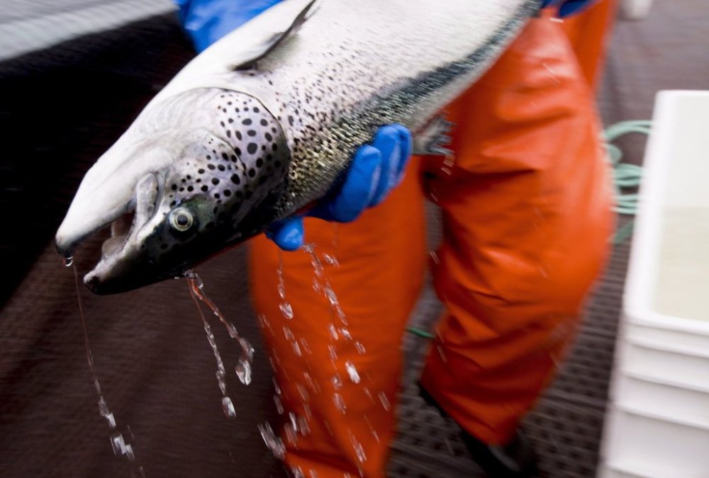 An Atlantic salmon is seen during a Department of Fisheries and Oceans fish health audit at a fish farm near Campbell River, B.C., Wednesday, Oct. 31, 2018. THE CANADIAN PRESS /Jonathan Hayward