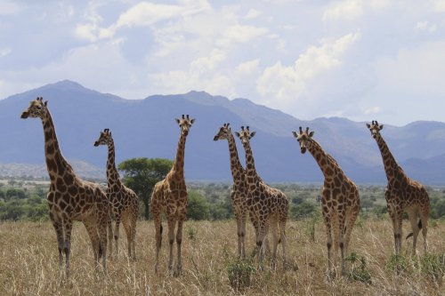 This photo provided by Michael Brown with the International Union for Conservation of Nature in August 2025 shows a herd of northern giraffes (Giraffa camelopardalis) in Uganda's Kidepo Valley National Park. (Michael Brown/IUCN via AP)