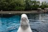 A beluga whale surfaces from a tank  to be fed by an employee at Marineland amusement park in Niagara Falls, Ont., Friday, June 9, 2023. THE CANADIAN PRESS/Chris Young