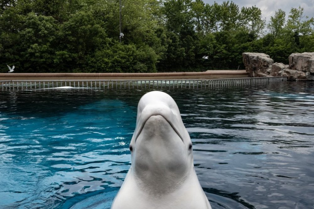 A beluga whale surfaces from a tank to be fed by an employee at Marineland amusement park in Niagara Falls, Ont., Friday, June 9, 2023. THE CANADIAN PRESS/Chris Young