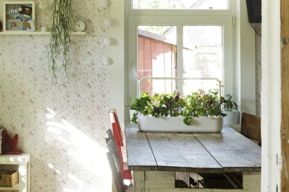 This undated image provided by Click & Grow shows plants growing in a Click & Grow smart garden on a table beside a window. (Click & Grow via AP)