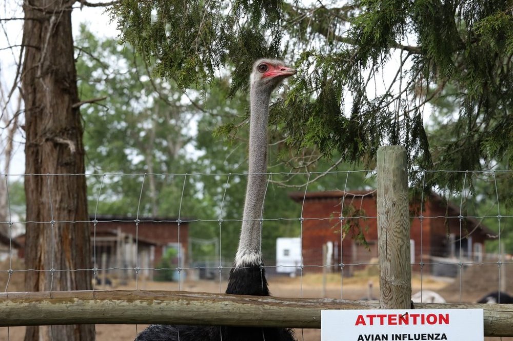 An ostrich stands near a warning sign for avian influenza at the Universal Ostrich Farms in Edgewood, B.C., on Saturday, May 17, 2025. THE CANADIAN PRESS/Aaron Hemens