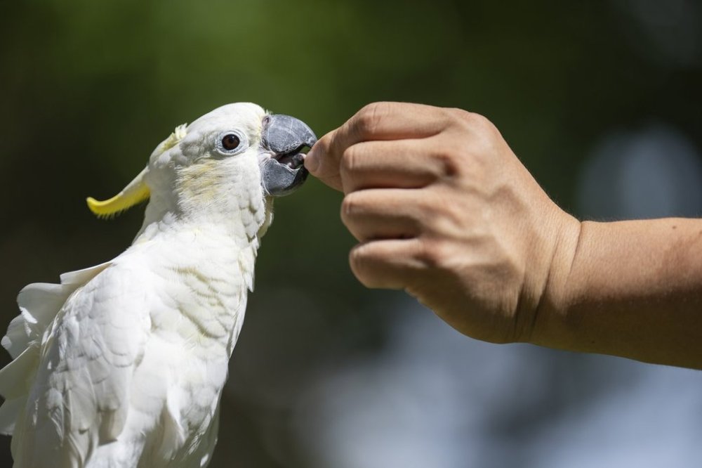 Dreamy Cheung feeds her domesticated yellow-crested cockatoo at a park in Hong Kong, on Aug. 23, 2025. (AP Photo/Chan Long Hei)